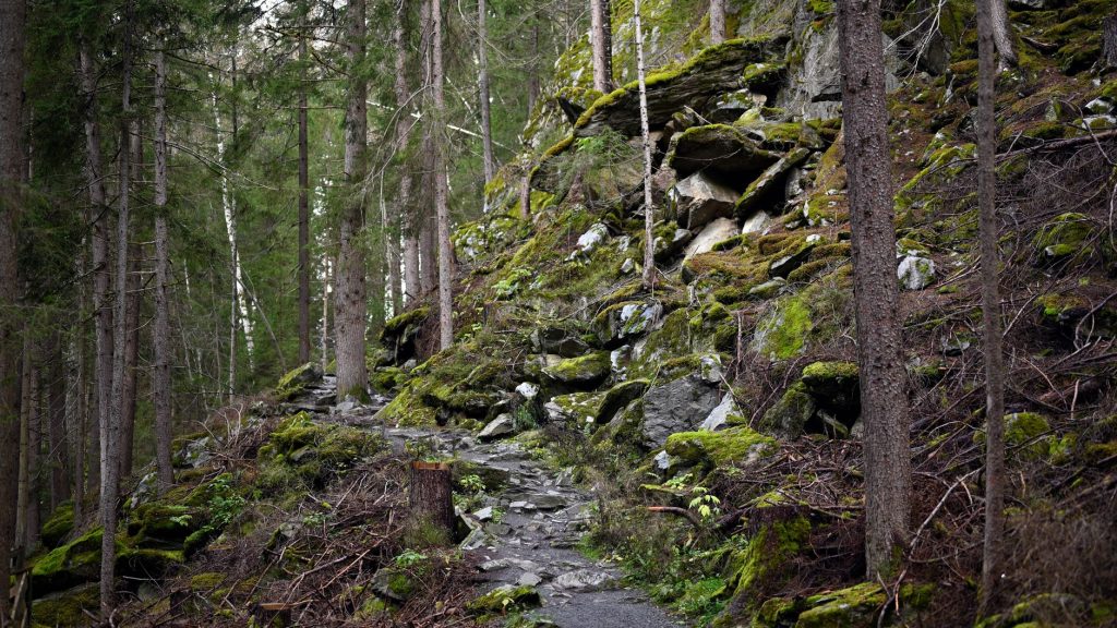 Felsiger Waldpfad als Bild für das Höllental