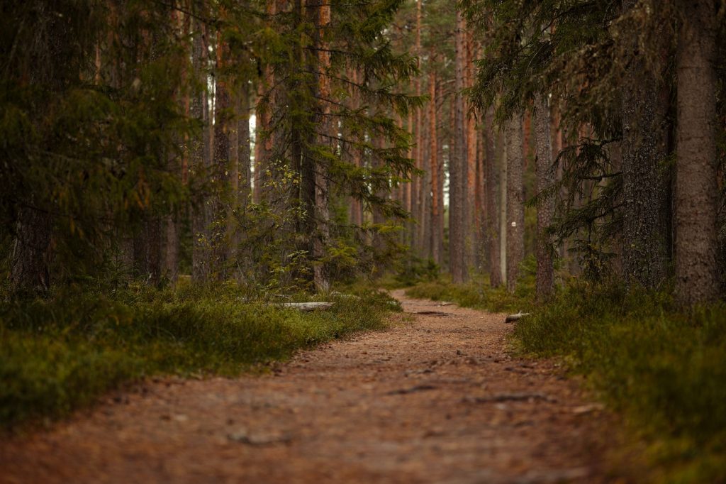 Ruhiger Waldweg als Bild für einen Spaziergang im Kurpark